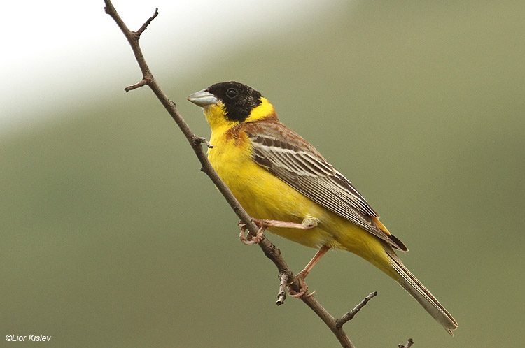  Black-headed Bunting Emberiza melanocephala    Bacha valley ,Golan 04-05-11 Lior Kislev